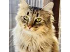 Adopt Virginia a Domestic Medium Hair