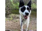 Adopt GIGI a Border Collie, Australian Shepherd