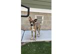 Adopt Popcorn a Hound, Whippet