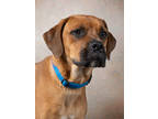 Adopt Mandala a Boxer, Mixed Breed