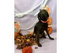 Adopt Myla a Weimaraner, Mixed Breed