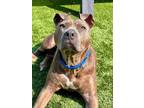 Adopt Hazel a Pit Bull Terrier, Mixed Breed