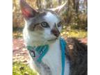 Adopt Cannoli a Domestic Short Hair