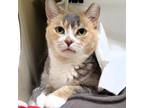 Adopt Libby a Domestic Short Hair
