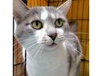Adopt Baby Biscuits a Domestic Short Hair