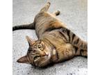 Adopt Ranger a Domestic Short Hair