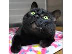 Adopt Fauna a Domestic Short Hair