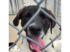 Adopt Pippa a Anatolian Shepherd, Great Pyrenees