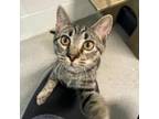 Adopt Echo a Domestic Short Hair