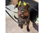 Adopt Frau a Labrador Retriever, Standard Poodle