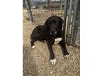 Adopt Castille a Labrador Retriever