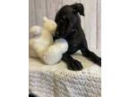 Adopt Teka a Staffordshire Bull Terrier, Labrador Retriever