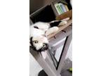 Adopt Jam a Domestic Short Hair