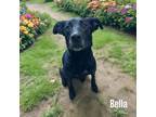 Adopt Bella a Retriever, Terrier