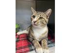 Adopt Baby a Domestic Short Hair