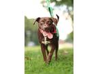 Adopt Myla a Retriever, Mixed Breed
