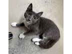 Adopt Tuna a Domestic Short Hair