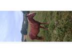Daughter of RPM Broodmare