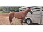 AQHA Race broodmare
