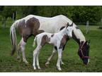 Grulla Tovero Colt