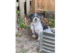 Adopt Zara a Shih Tzu
