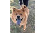 Adopt Princess a Chow Chow