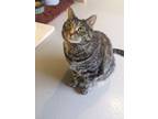 Adopt Nala a Domestic Short Hair