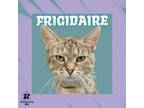 Adopt Frigidaire a Domestic Short Hair