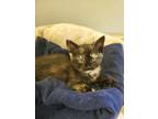 Adopt Gracie a Domestic Short Hair, American Shorthair