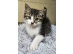 Adopt Sue a Domestic Short Hair, Tabby