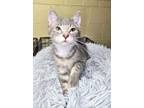 Adopt Amy a Domestic Short Hair, Tabby