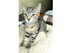 Adopt Melinda a Domestic Short Hair, Tabby