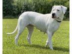 Adopt Snow White FKA Dog 2 a Dogo Argentino, Mixed Breed