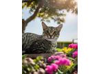 Adopt Nikki a Domestic Short Hair