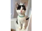 Adopt KITTEN ENID a Domestic Short Hair