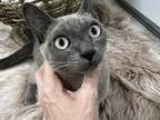 Tonkinese