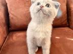 Luna Female Scottish Fold