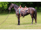 Super Fun Naturally Gaited Black Kentucky Mountain Morgan Crossbred Mare