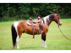 Super Cute Bay and White Tobiano Paint Pony Gelding, Well Broke and Gentle