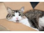 Adopt Moira a Domestic Short Hair, American Shorthair