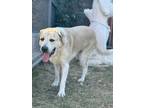 Adopt Lucy *Bonded Pair* a Saint Bernard, Mixed Breed