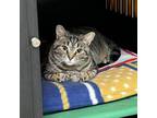 Adopt Meeko a Domestic Short Hair