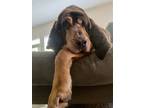 Adopt Harley Hudson a Bloodhound