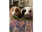 Adopt Daisy (Guinea Pig) a Scottish Fold, Norwegian Forest Cat