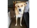 Adopt Piper (Faith II) a German Shepherd Dog