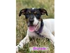 Adopt Bronxie (3mo, 12lbs) a Beagle, Terrier