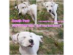 Adopt SouthPaw (3mo, 17lbs) a Beagle, Terrier
