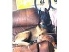 Adopt NIKITA a Australian Kelpie, Belgian Shepherd / Malinois