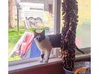 Adopt North a Domestic Medium Hair