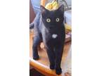 Adopt Star a Domestic Short Hair